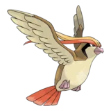 Pidgeot